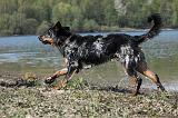 BEAUCERON 683